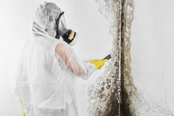 Certified Mold Removal in Highland Beach, FL