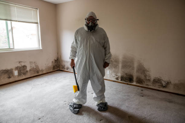 Best Mold Damage Repair  in Highland Beach, FL